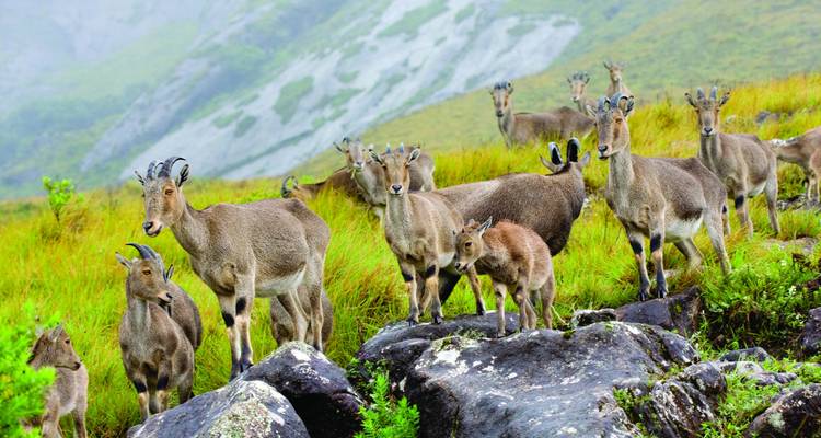 Serene Escapes: Cochin to Munnar Retreat - Agora Voyages OPC Pvt Ltd 4