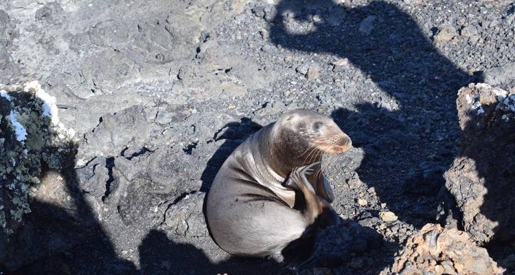 Circuit de 6 jours aux Galápagos (Isabela et Santa Cruz) - Latin Adventures 4