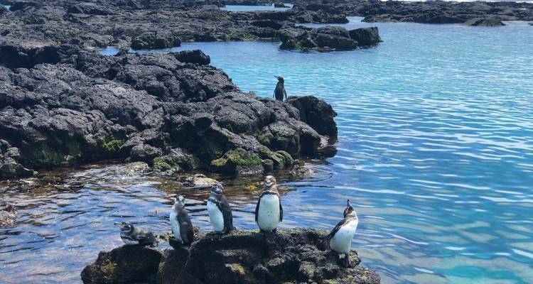 Circuit de 6 jours aux Galápagos (Isabela et Santa Cruz) - Latin Adventures 8