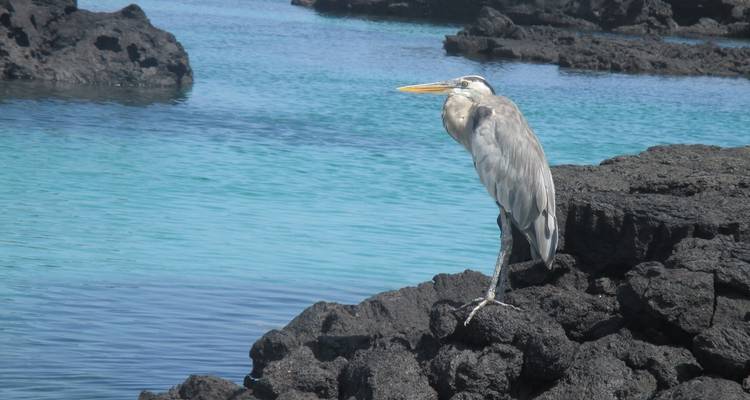 Experiencia de 7 días en las Islas Galápagos - Latin Adventures 1