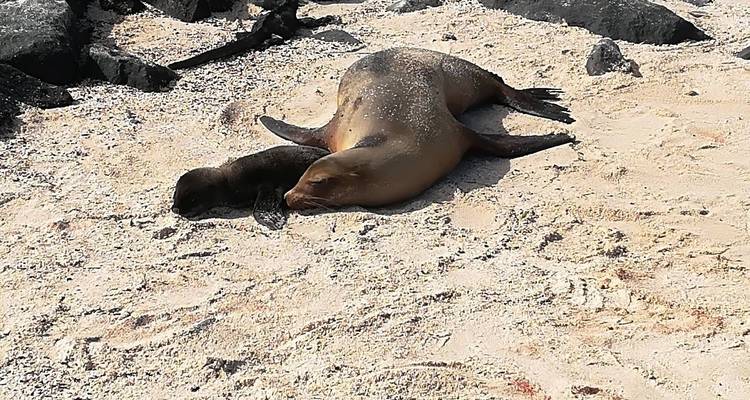 8-Day Galapagos Island Hopping: Visit the 3 Main Islands! - Latin Adventures 4