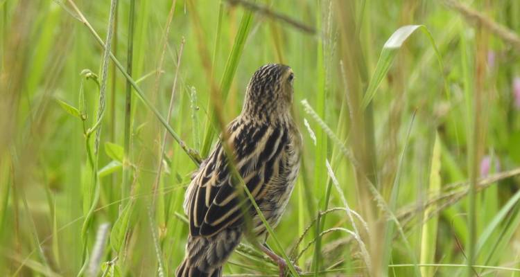 Safari de 14 días para observar las mejores aves de Uganda - Kenlink Tours And Travel 8
