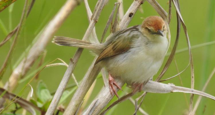Safari de 14 días para observar las mejores aves de Uganda - Kenlink Tours And Travel 4