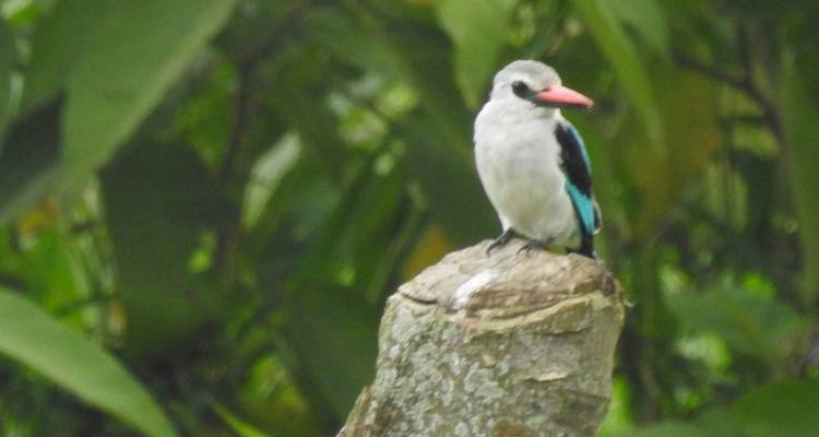 Safari de 14 días para observar las mejores aves de Uganda - Kenlink Tours And Travel 3