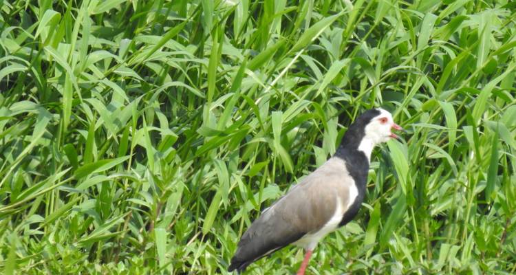 Safari de 14 días para observar las mejores aves de Uganda - Kenlink Tours And Travel 7