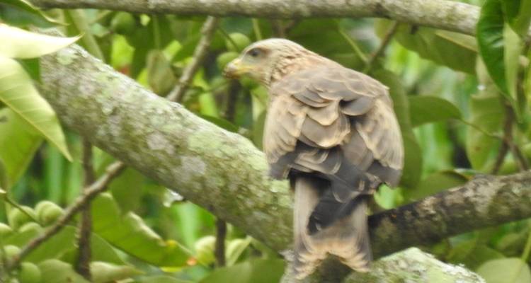 Safari de 14 días para observar las mejores aves de Uganda - Kenlink Tours And Travel 6