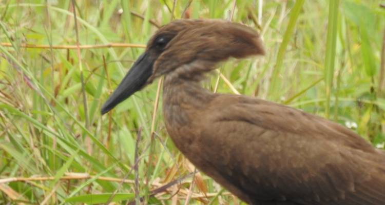 Safari de 14 días para observar las mejores aves de Uganda - Kenlink Tours And Travel 10