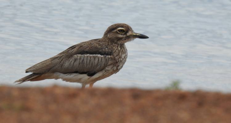 Safari de 14 días para observar las mejores aves de Uganda - Kenlink Tours And Travel 2