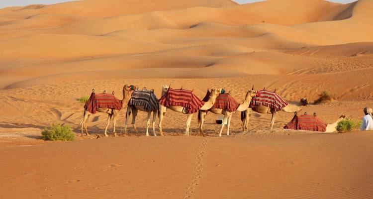 Eine Kamelkarawane mit bunten Sätteln in der Wüste.