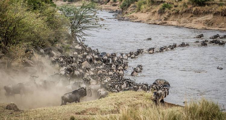 5 jours de safari de mise bas des grands gnous - Muraa African Safaris 6