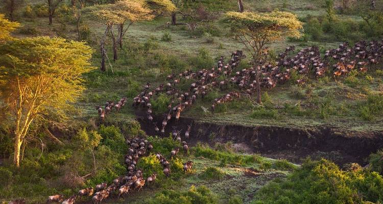 5 jours de safari de mise bas des grands gnous - Muraa African Safaris 3