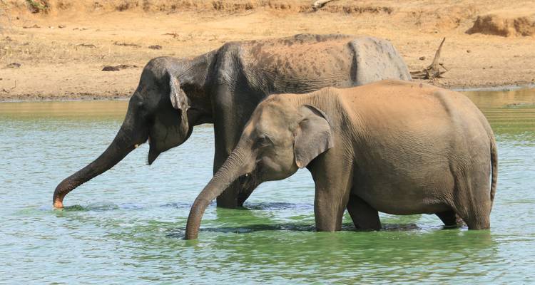 Elephants wading in water at a nature park.