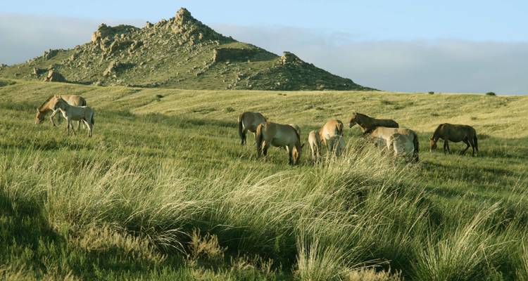 Chevaux broutant dans un vaste champ vert avec un arrière-plan rocheux.