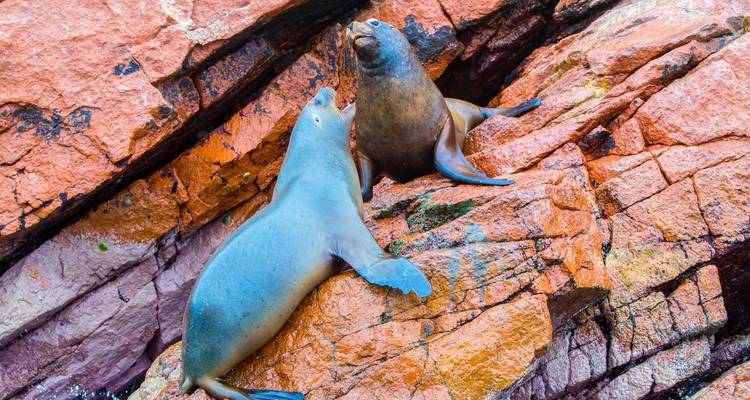 Twee zeeleeuwen op rotsachtig terrein.