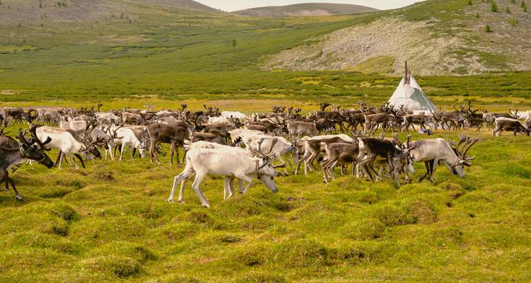 Una gran manada de renos pastando con una tienda de campaña en un paisaje montañoso.