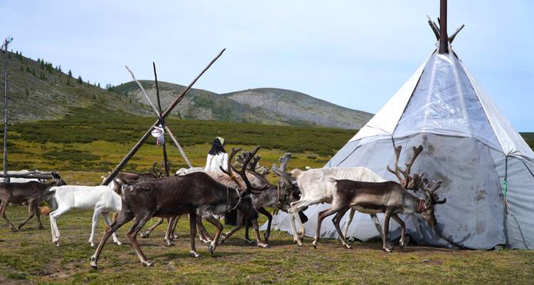 Renos caminando junto a una tienda tradicional en un paisaje montañoso.