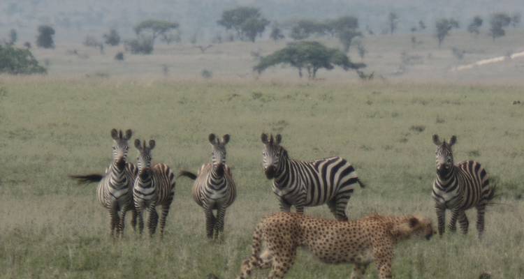 Safari de lujo de 5 días en Tanzania - Muraa African Safaris 4