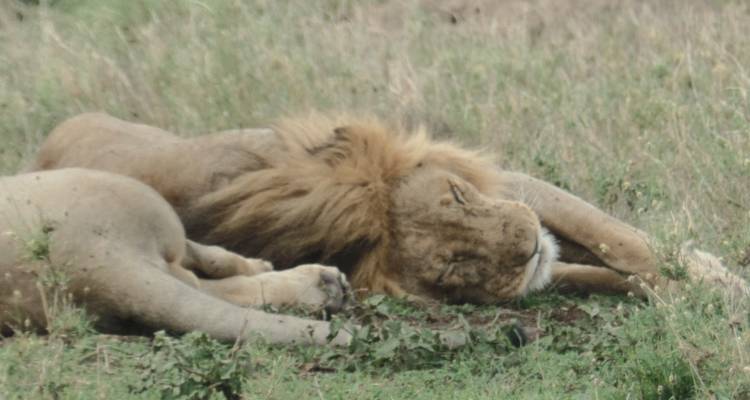 Safari de lujo de 5 días en Tanzania - Muraa African Safaris 1