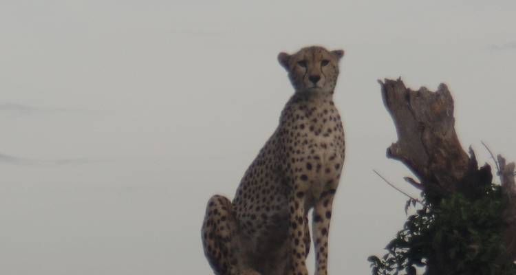 Safari de lujo de 5 días en Tanzania - Muraa African Safaris 2