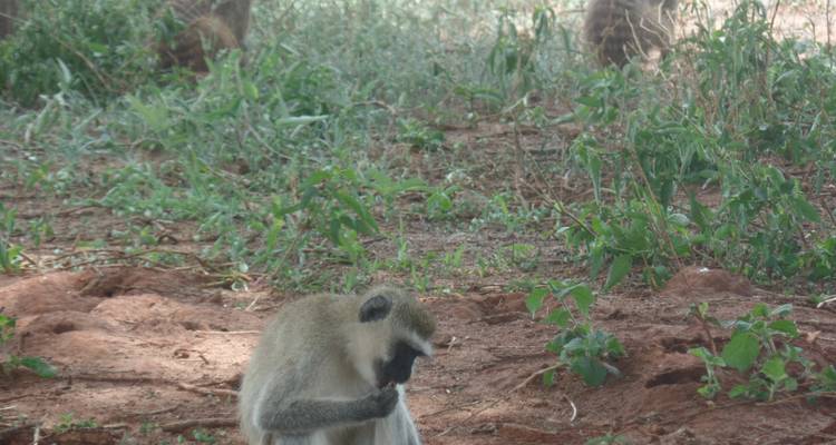 Safari de lujo de 5 días en Tanzania - Muraa African Safaris 3