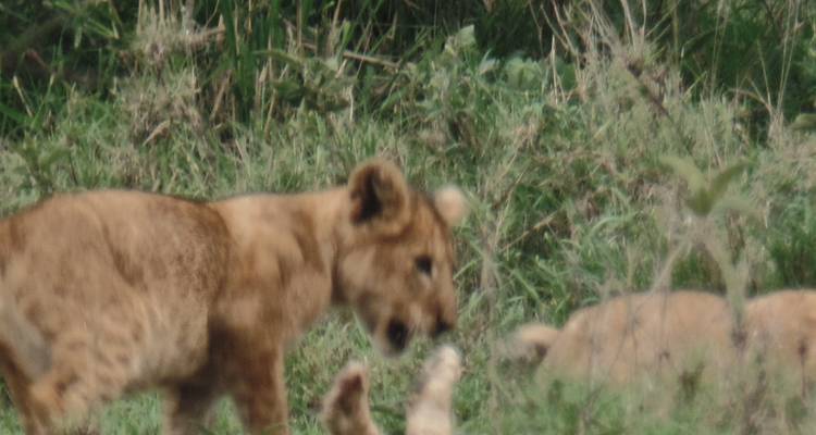 Safari económico por Kenia - 7 días - Muraa African Safaris 2