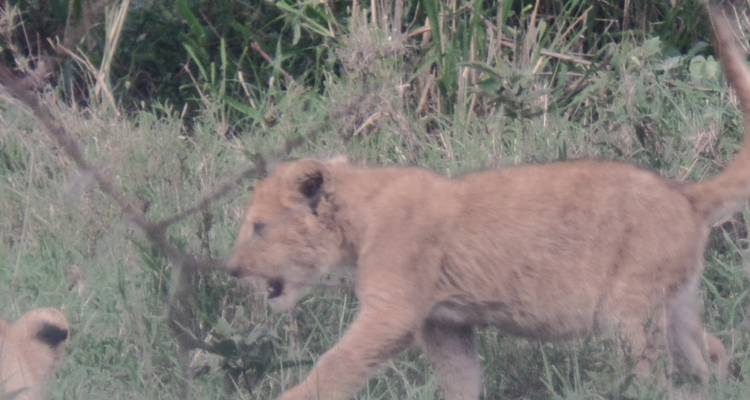 Safari económico por Kenia - 7 días - Muraa African Safaris 6