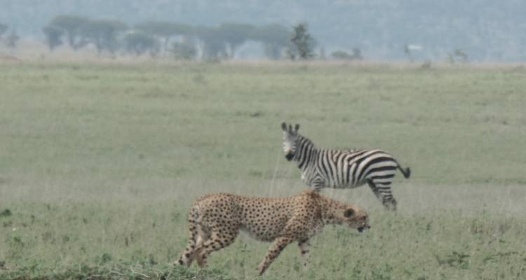 Safari económico por Kenia - 7 días - Muraa African Safaris 3