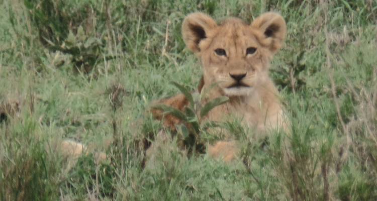 Safari económico por Kenia - 7 días - Muraa African Safaris 4