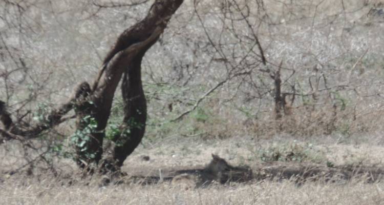 Safari por los parques nacionales de Kenia - 9 días - Muraa African Safaris 2