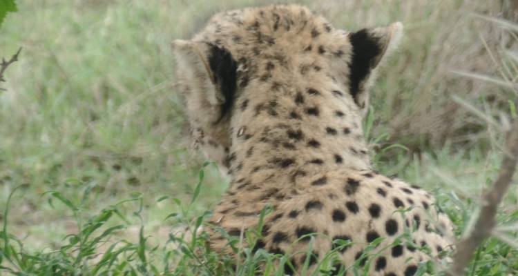 Safari por los parques nacionales de Kenia - 9 días - Muraa African Safaris 4