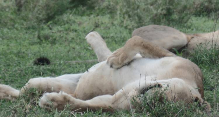 Safari por los parques nacionales de Kenia - 9 días - Muraa African Safaris 1