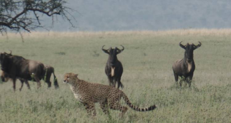 Safari por los parques nacionales de Kenia - 9 días - Muraa African Safaris 3