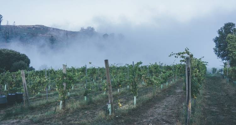 Portugal Wine Adventure (Local Grape Harvesting, Porto Exploring, Wine Tastings, etc...) - Life Nomading Adventures 10