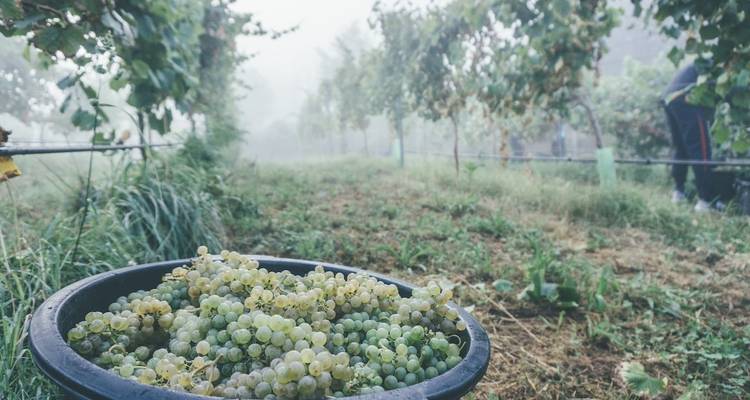 Portugal Wine Adventure (Local Grape Harvesting, Porto Exploring, Wine Tastings, etc...) - Life Nomading Adventures 6