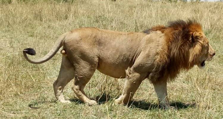 Explora Kenia y Tanzania en 8 días - Africa Venture Safaris 10