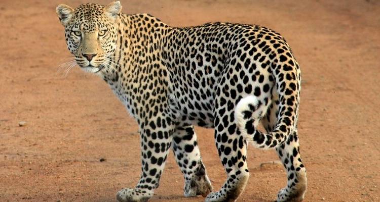 Explora Kenia y Tanzania en 8 días - Africa Venture Safaris 4