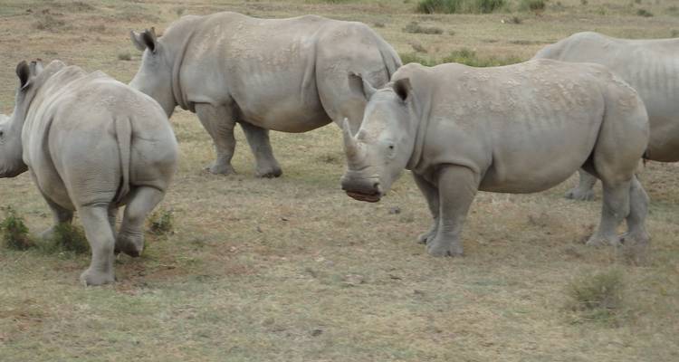 Explora Kenia y Tanzania en 8 días - Africa Venture Safaris 3
