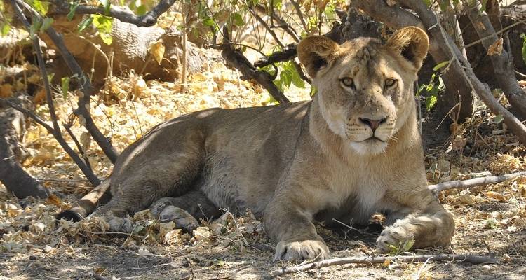 Lion se reposant sous un arbre dans la nature sauvage.