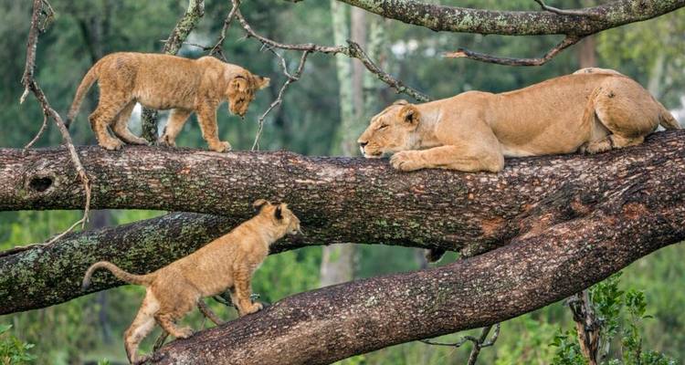 The Best 4 days Tanzania private safari with Reasonable Price. - Africa Natural Tours 4