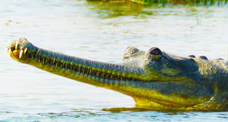 13 Days Bird Watching Tour in North India with Jim Corbett National Park - Travel Con 7