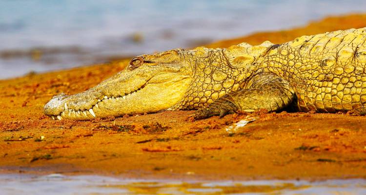 13 Days Bird Watching Tour in North India with Jim Corbett National Park - Travel Con 6