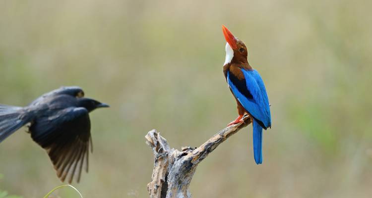 13 jours d'observation des oiseaux dans le nord de l'Inde avec le parc national Jim Corbett - Travel Con 10