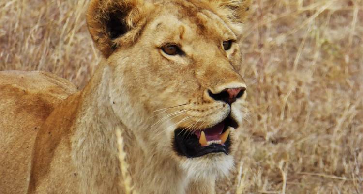 7-Day Luxury Adventure in Tanzania - Muraa African Safaris 4