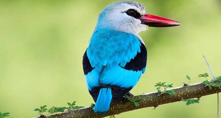 Bunter Vogel, der auf einem Ast sitzt.