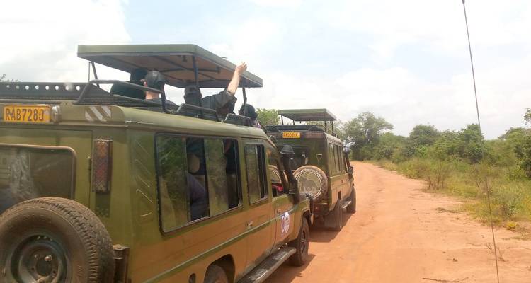 Safari jeeps rijden over een stoffige weg door savannvegetatie met passagiers die staan om wilde dieren te bekijken.