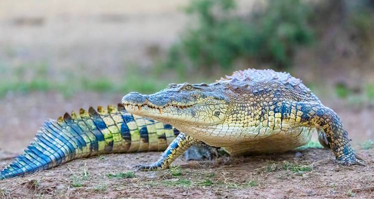 Close-up van een Nijlkrokodil rustend op rivieroevergrond met gedetailleerde schubben en levendige kleuring.