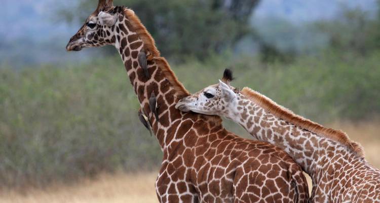 Een jonge giraffe die een volwassene liefkoost in open struikland, vastgelegd in natuurlijk licht.