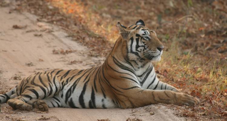 Circuito de 13 días por los tesoros de la vida salvaje de la India Exótica - Travel Con 6