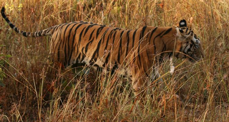 Circuito de 13 días por los tesoros de la vida salvaje de la India Exótica - Travel Con 9