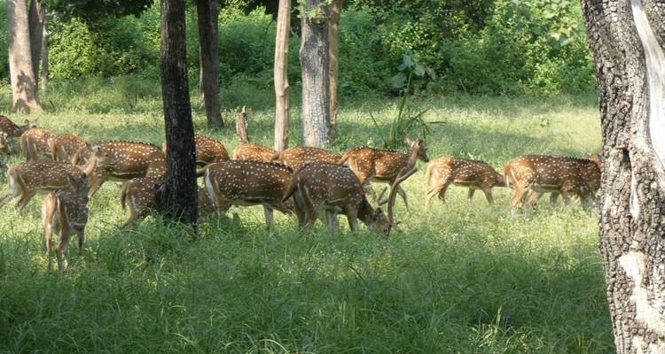 14 días de triángulo de oro con Khajuraho y 4 safaris por la vida salvaje más popular de la India - todo incluido - Travel Con 10